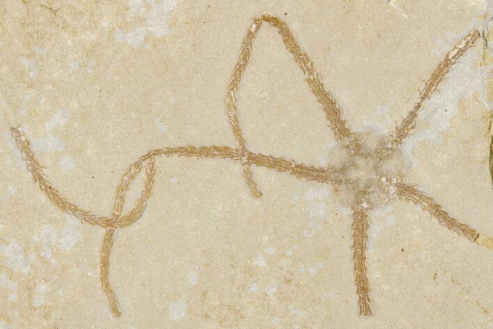 Jurassic Brittle Star Fossil - Solnhofen #256681